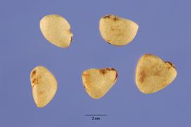   Seeds:   Psidium guajava ; Photo by S. Hurst, USDA-NRCS Plants Database
